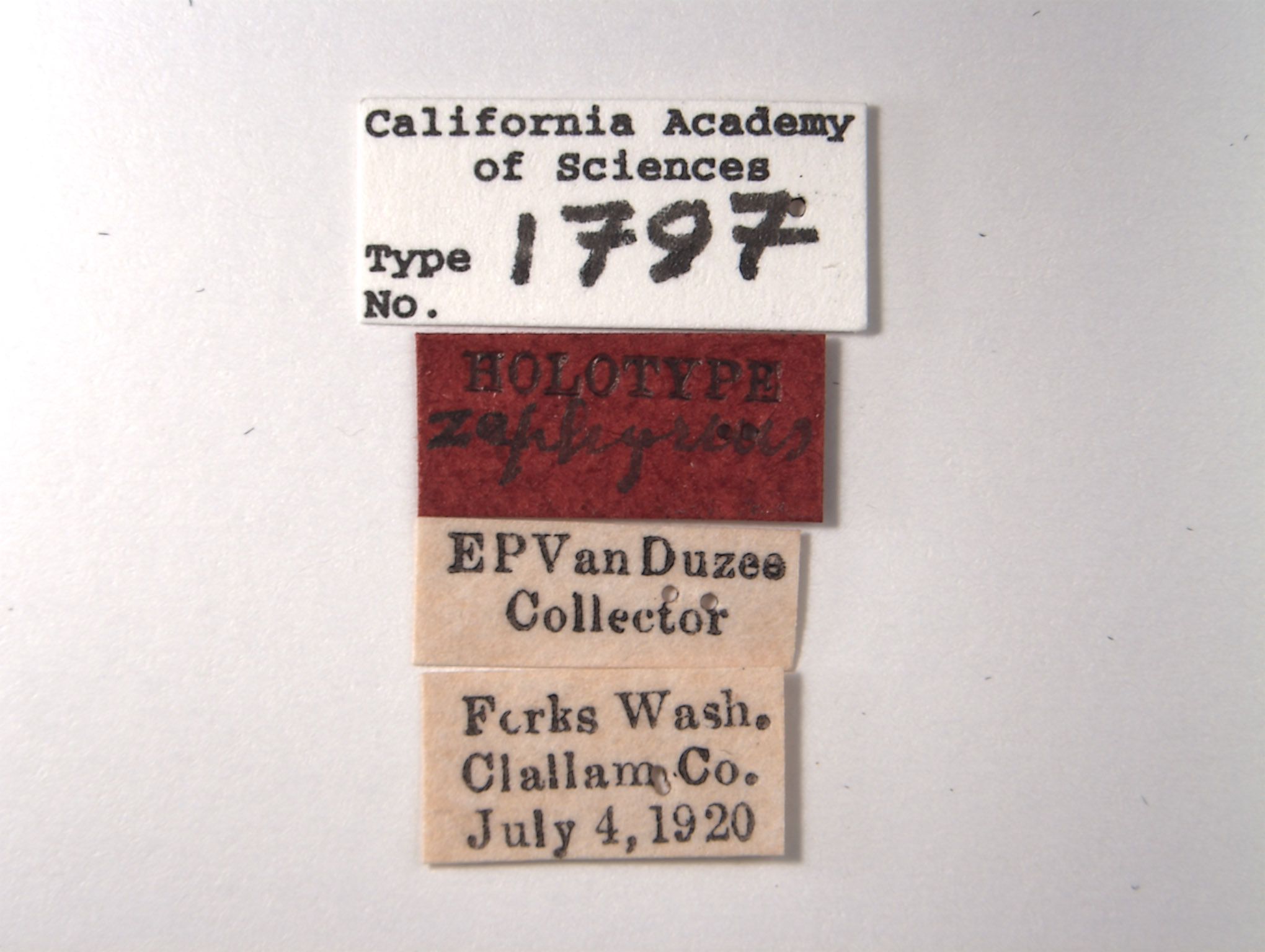 Deltocephalus zephyrius image